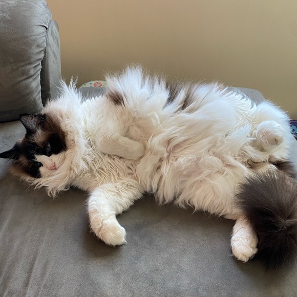 Meet your Posher, Kelli ☕️🍩 - Picture 2 of 5